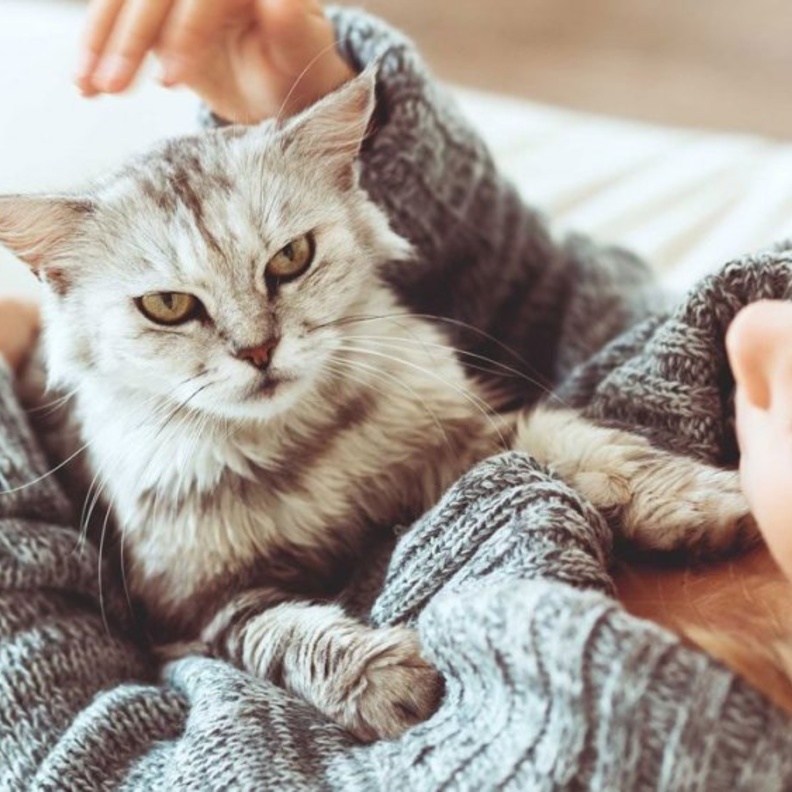 معلومات كثيرة ومتنوعة في حسابات الثقافة عن الحيوانات .