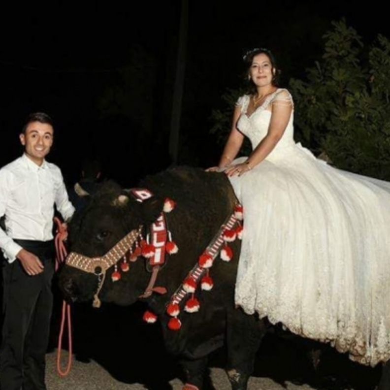 العروس على ظهر الثور
