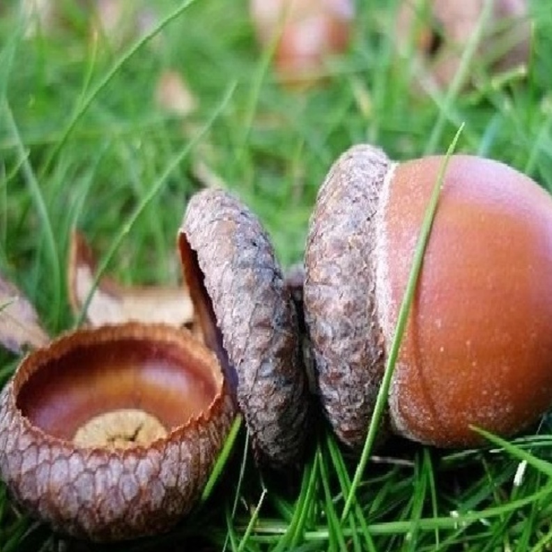 البلوط يقي من السرطان.