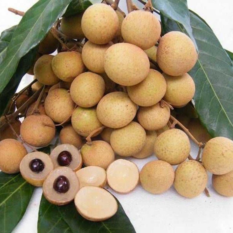 فاكهة اللونجان تعالج فقر الدم.