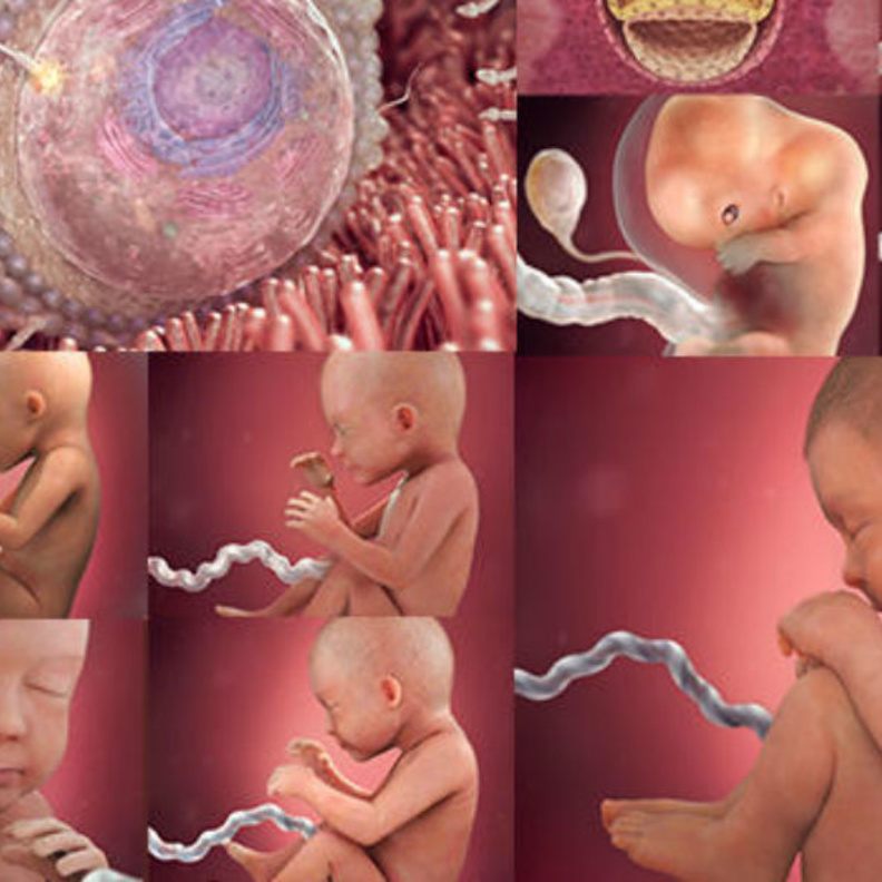 مراحل نمو الجنين اسبوعيا