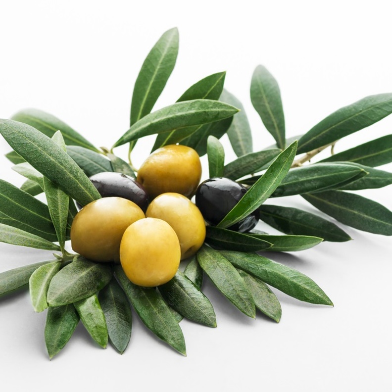 فوائد اوراق زيت الزيتون