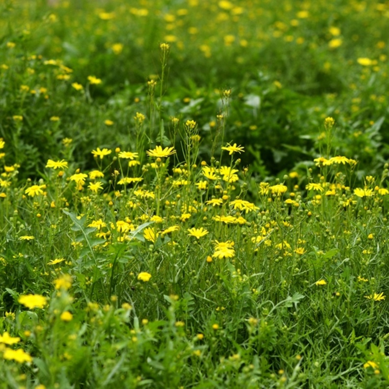 عشبة الجرجار تخلص الجسم من السموم