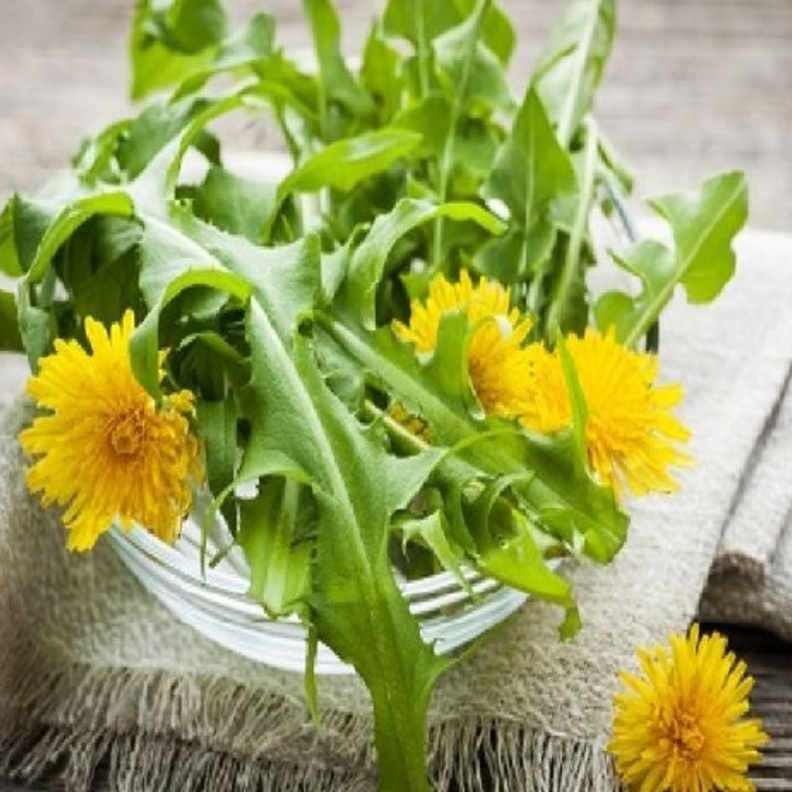 فوائد الهندباء لصحة الجهاز الهضمي