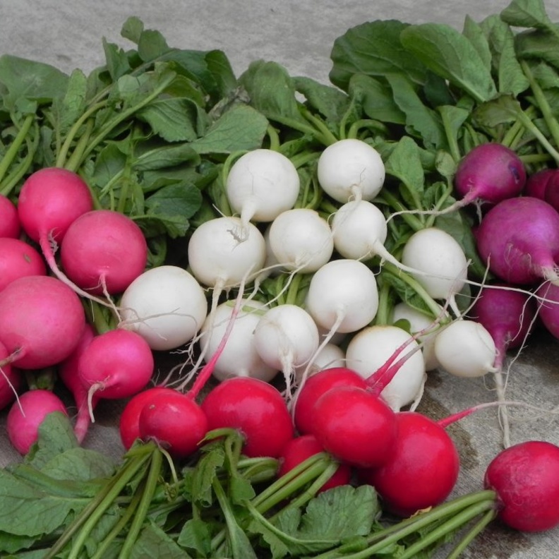 فوائد الفجل الصحية