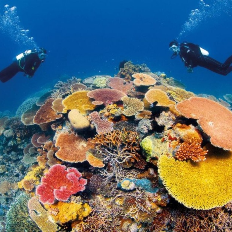 من الحاجز المرجاني العظيم