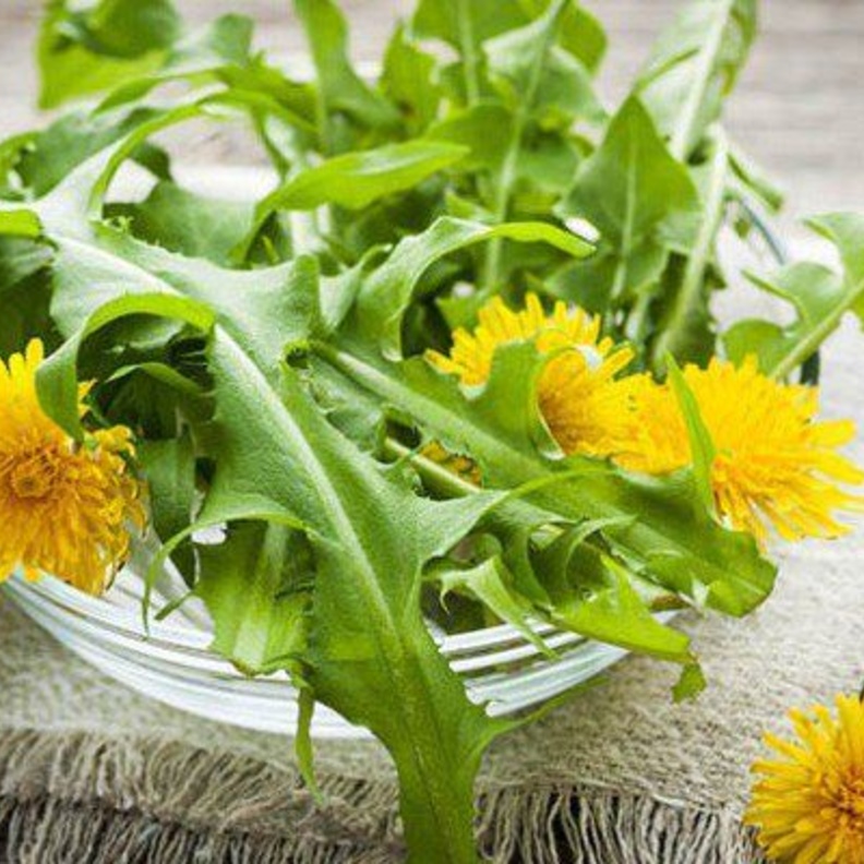 الهندباء تعزز مناعة الجسم