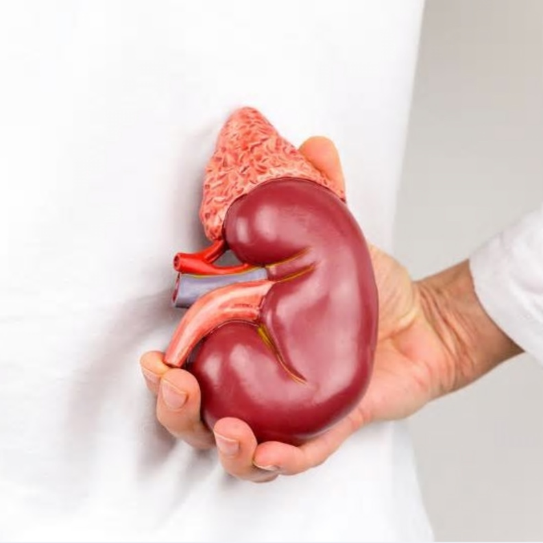 عدم السيطرة على ضغط الدم يضر الكلى