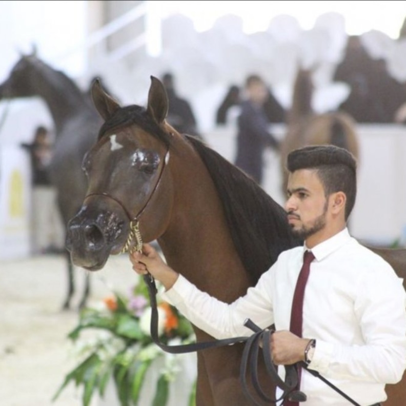 فئات عديدة من الخيول المشاركة