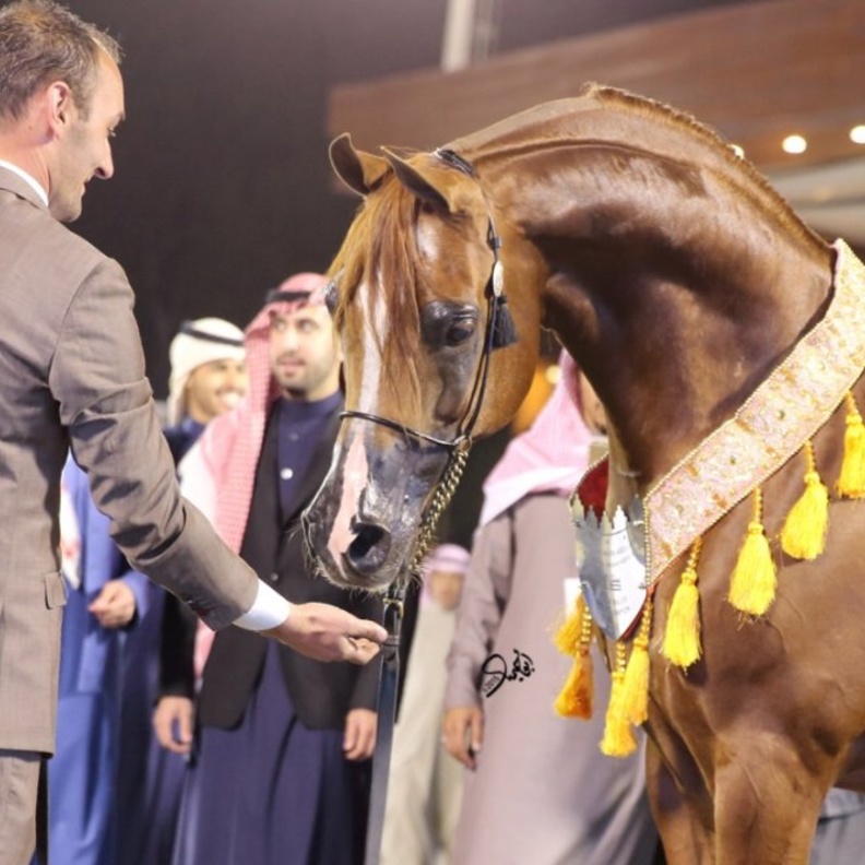 مهرجان الأمير سلطان العالمي للجواد العربي