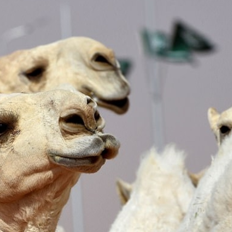 مهرجان الملك عبد العزيز للجمال