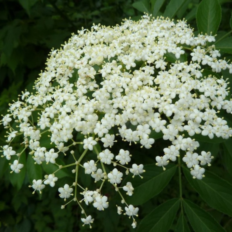  البيلسان نبات يعزز مناعة الجسم