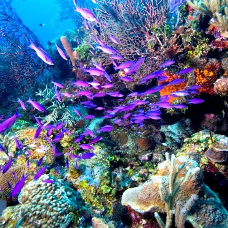 الحاجز المرجاني في بليز