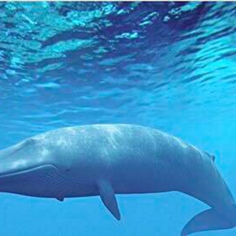 انتحار مراهقين في دبي .. وشكوك حول لعبة الحوت الازرق