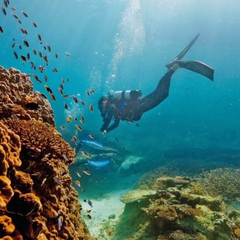 شعاب البحر الاجمر