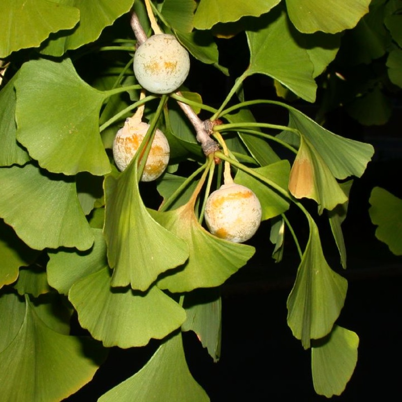 عشبة الجنكة تقي من أمراض السرطان