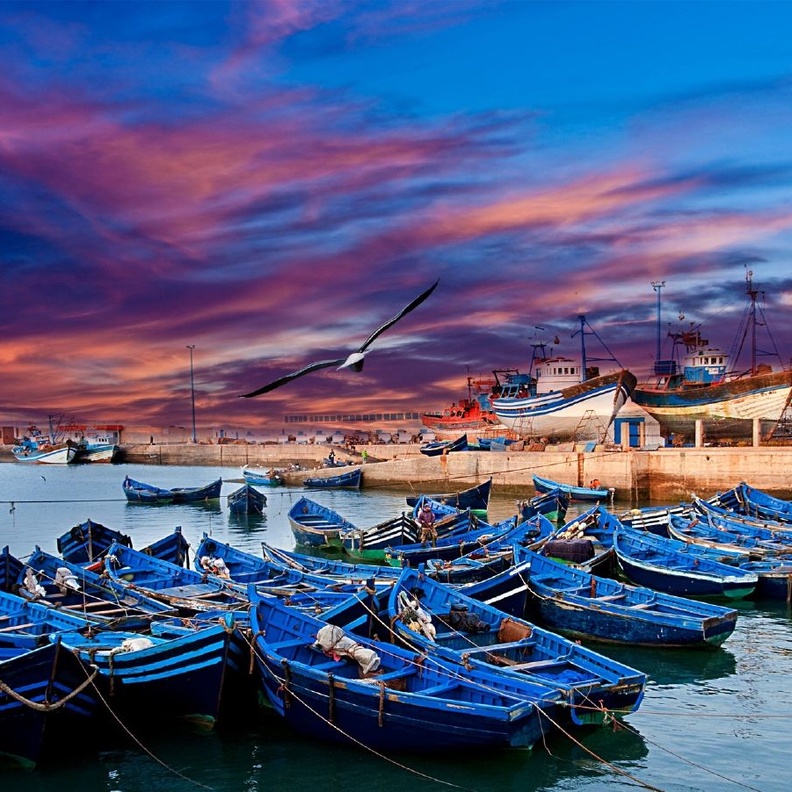 طيور الفلامينغو في الوليدية المغرب
