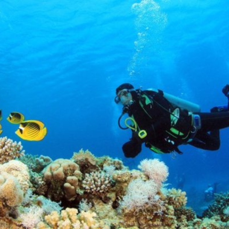 من الشعاب المرجانية بساحل البحر الأحمر