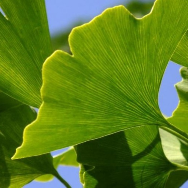 عشبة الجنكة تقي من أمراض السرطان