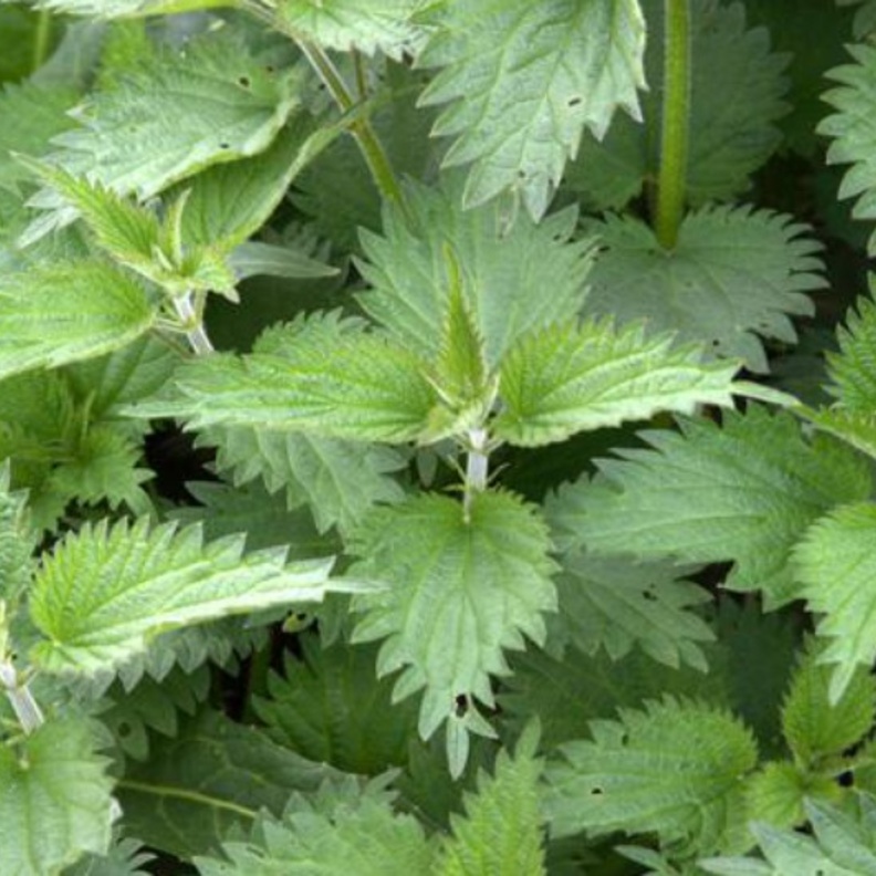 عشبة القراص تنظم الهرمونات الأنثوية