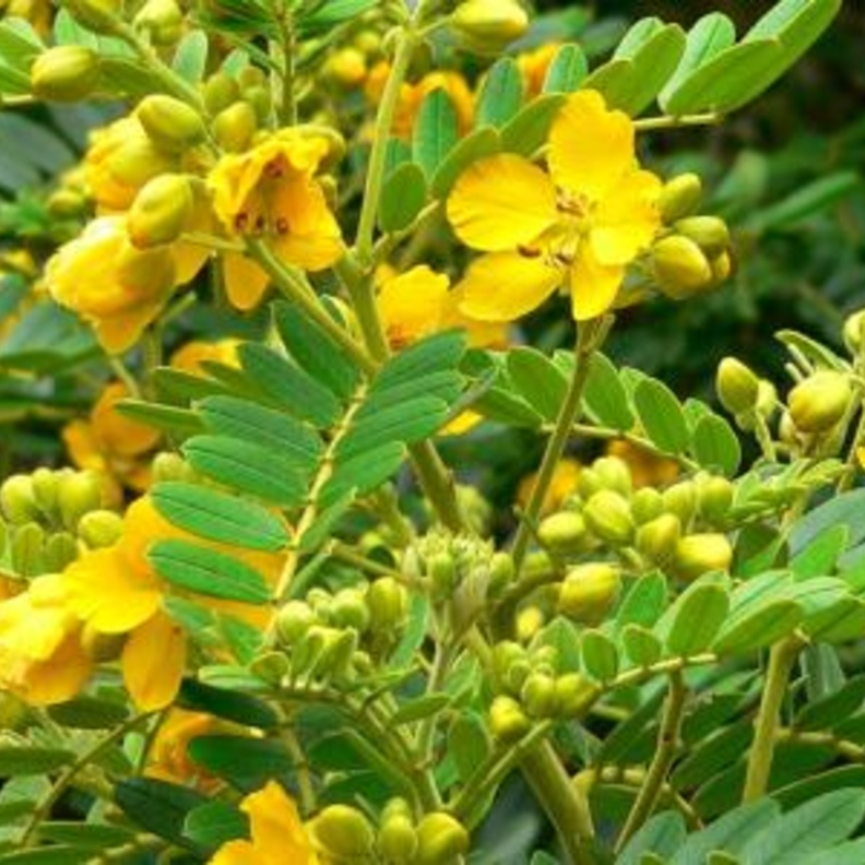  عشبة السنامكي تعزز مناعة الجسم