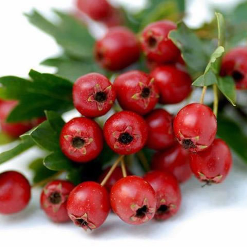 الزعرور يقي من أمراض السرطان