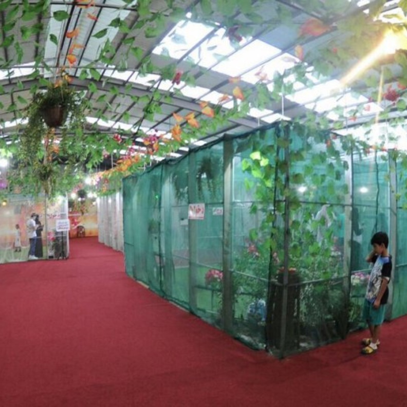 معرض عالم الفراشات في مهرجان أبها