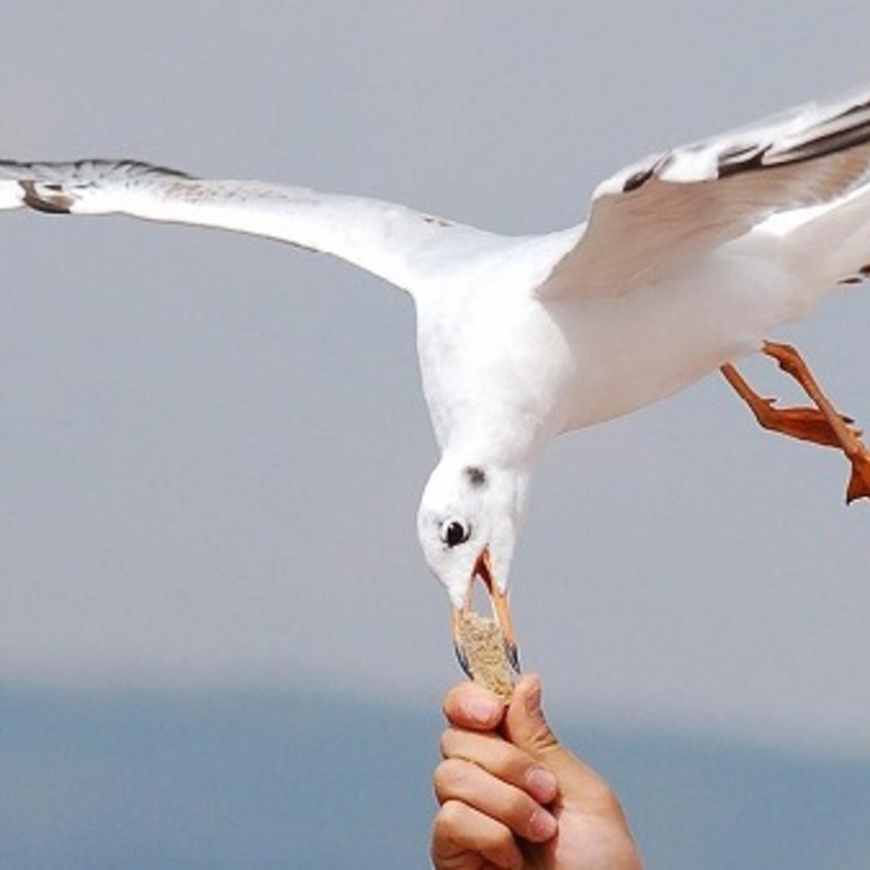 الشرطة تبحث عن رجل قتل طائر نورس بوحشة