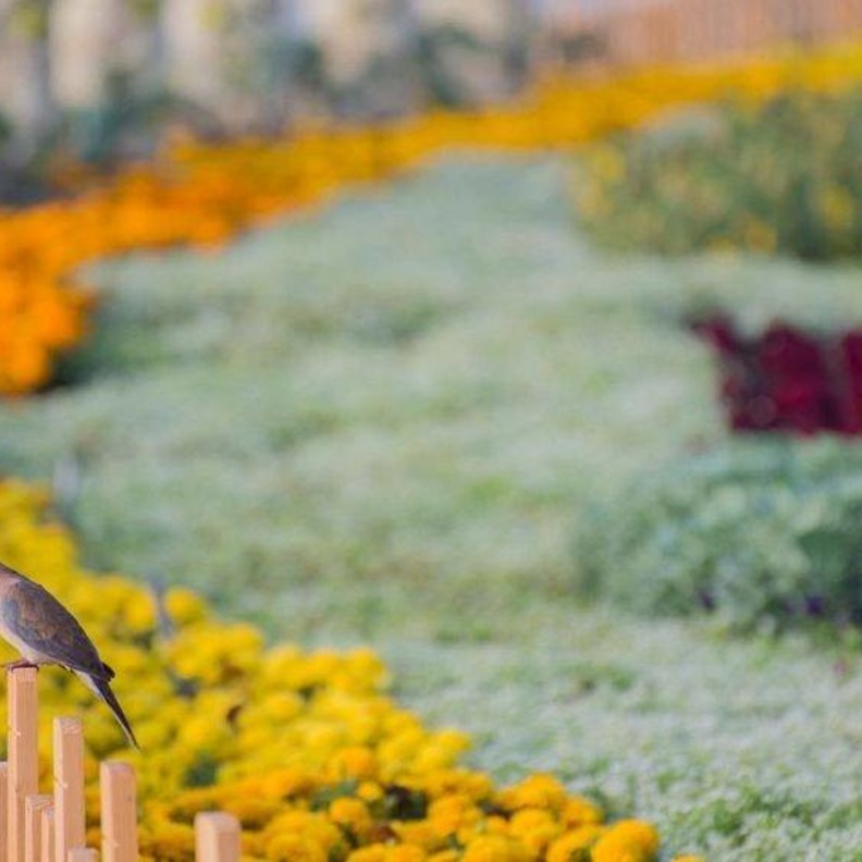 أنشطة وفعاليات ترفيهية عديدة على هامش المهرجان