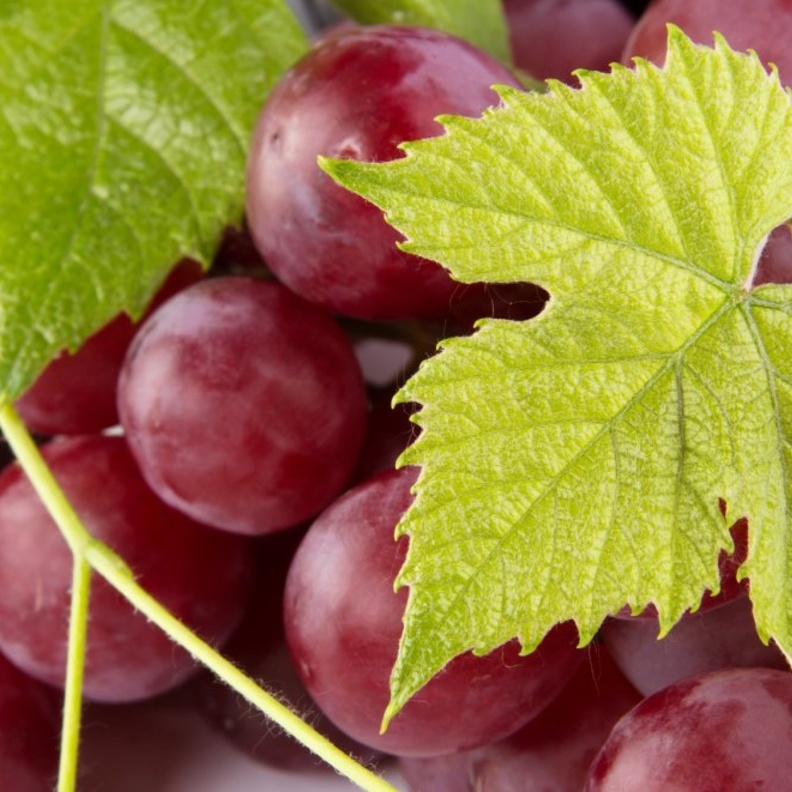 يزيد العنب الاحمر الشعور بالشبع ويمنع تكون الخلايا الدهنية الجديدة