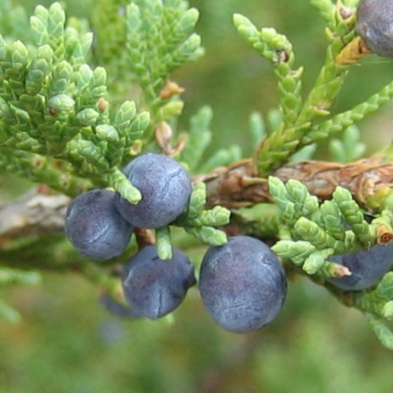  نبات العرعر يغزز مناعة الجسم