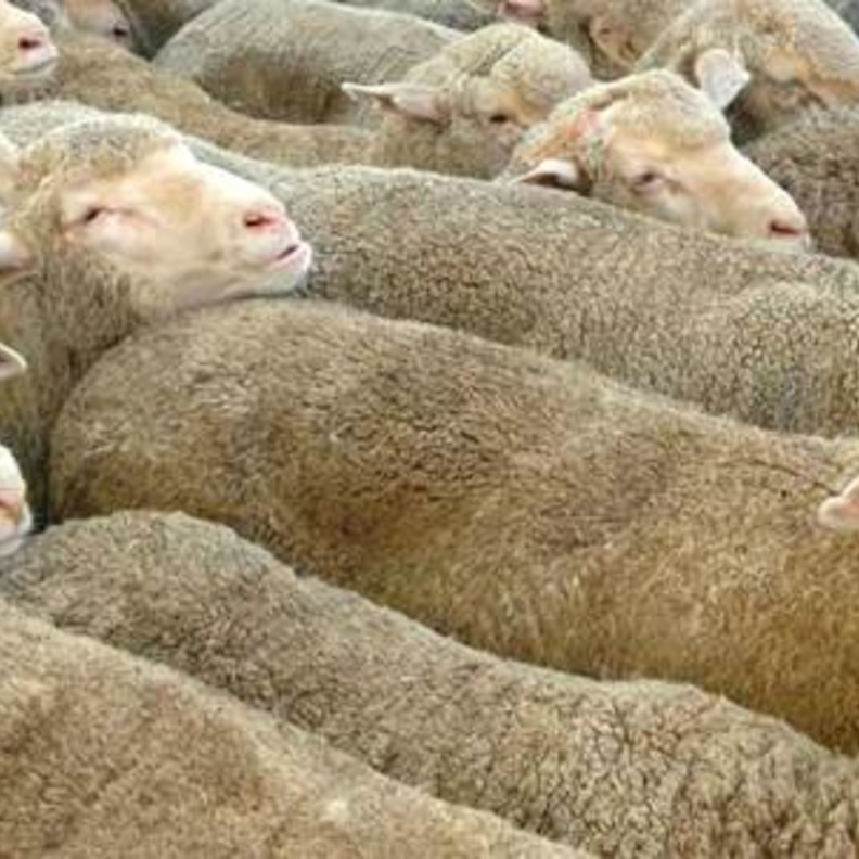 350 ألف أضحية إلى الأسواق الإمارات استعداداً للعيد