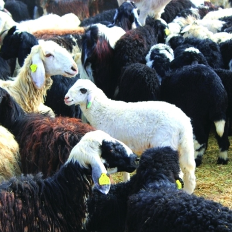 تخفيضات تصل الى 55% على السلع الأساسية خلال العيد