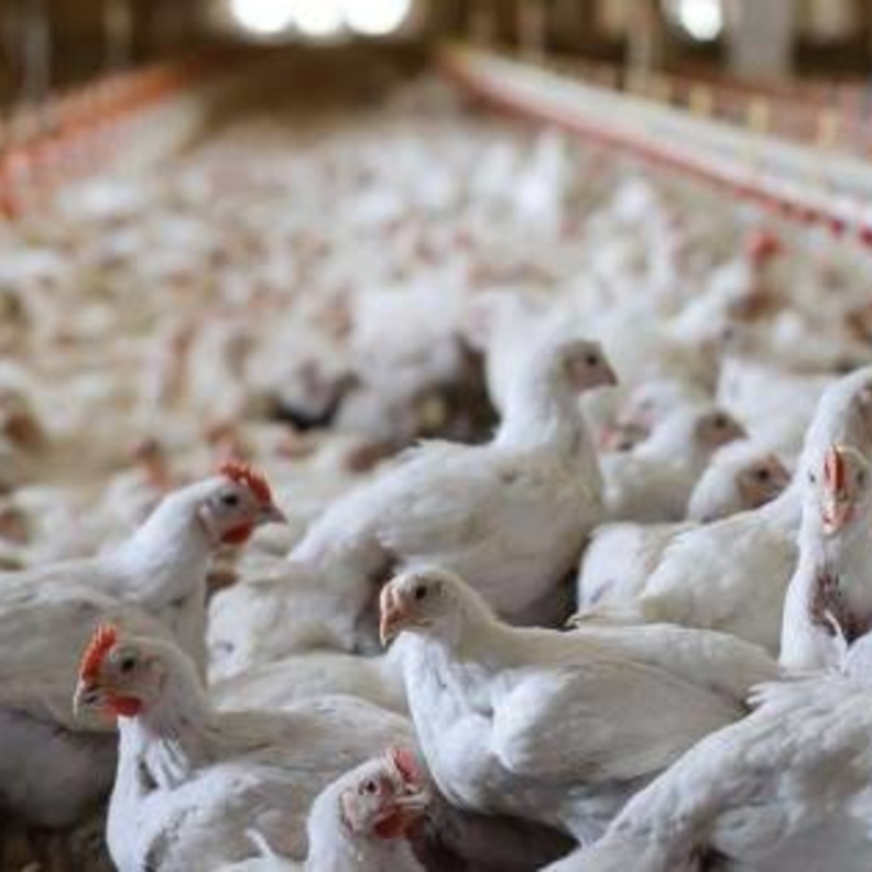 الإمارات.. حظر استيراد الطيور الحية واللحوم والبيض من شرق ماليزيا