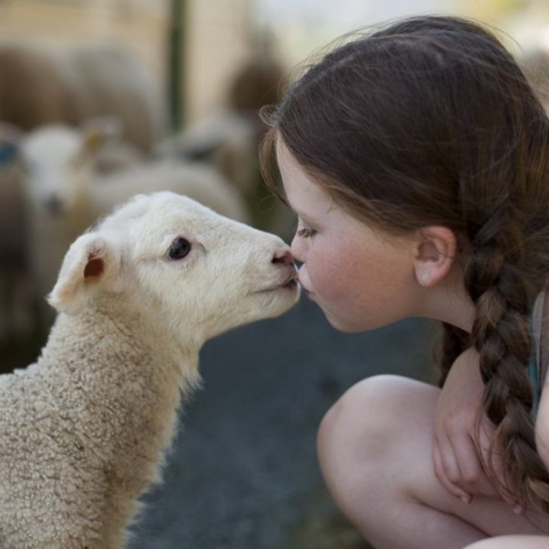 ما هو السن المناسب للأطفال لرؤية ذبح الأضحية