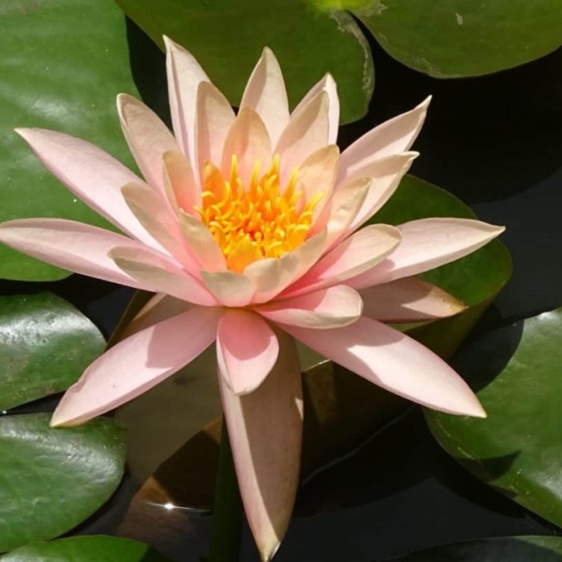 عشبة النيلوفر تعالج أمراض الكبد