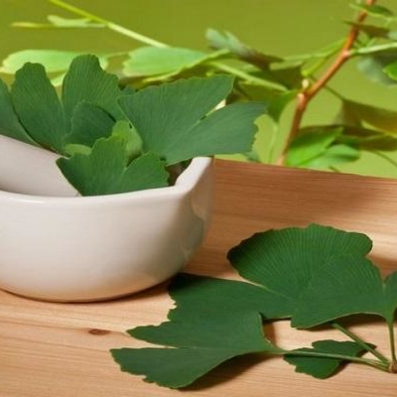  عشبة الجنكة تعزز مناعة الجسم