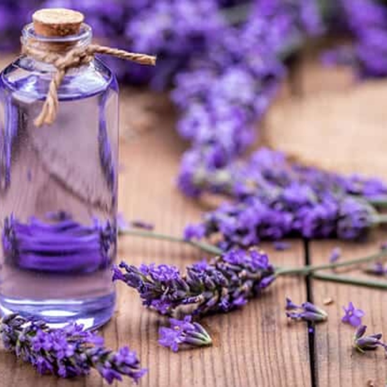 الخزامى تعزز مناعة الجسم