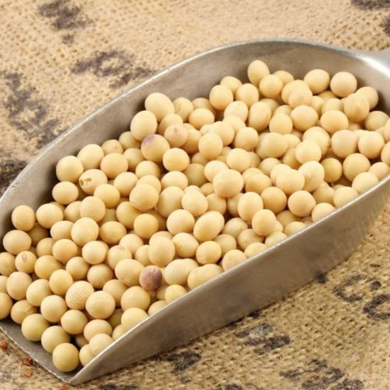 فوائد واضرار حبوب فول الصويا