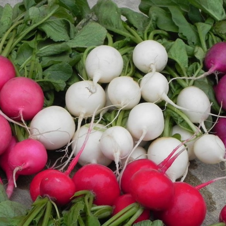 الفجل الأحمر يحمي الأوعية الدموية من الأمراض