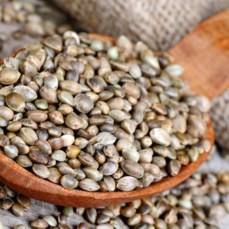 بذور القنب تخفض مستوى الكوليسترول في الدم