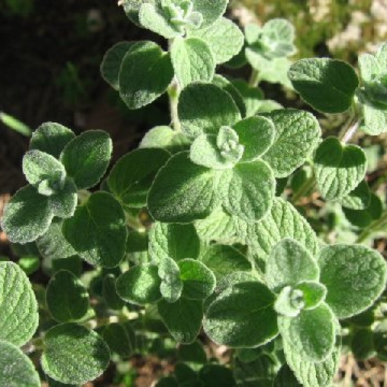 رئيسية وأولى عشبة الزعيترة تعزز مناعة الجسم