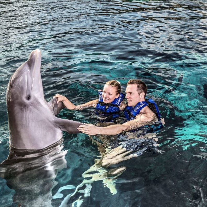 للسباحة مع الحيتان متعة لاتوصف خلال شهر العسل