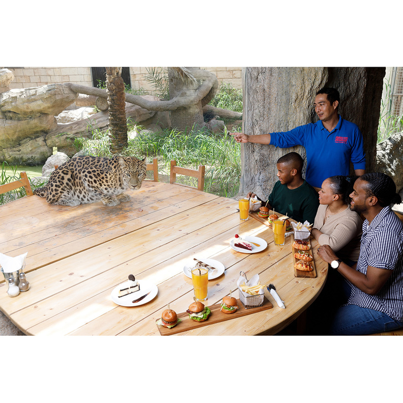 وجبة غداء فاخرة برفقة الفهود في حديقة الإمارات للحيوانات