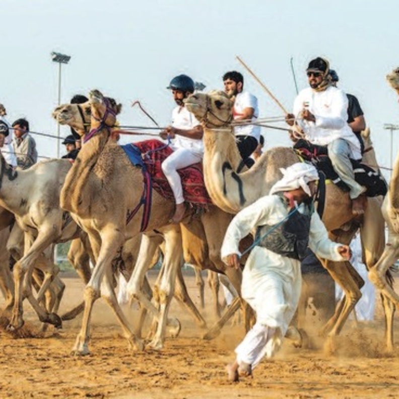إقامة ماراثون اليوم الوطني للهجن في 8 فبراير