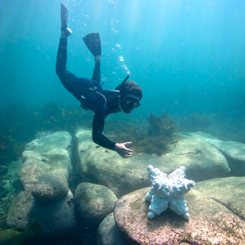 التقنية الثلاثية الأبعاد تساعد الشعاب المرجانية في المالديف