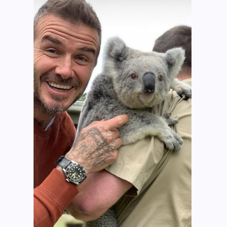 ديفيد بيكهام يقضي أوقاتاً ممتعة مع الكوالا خلال زيارته لحديقة سيدني البرية