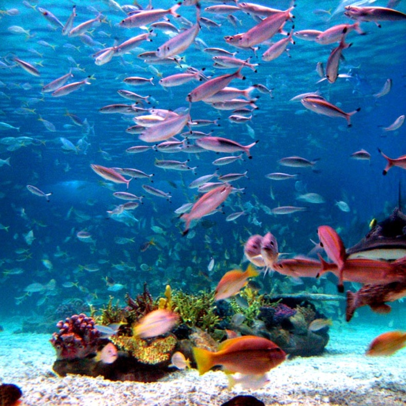 اكنشفا مسجد الذهب في مانيلا