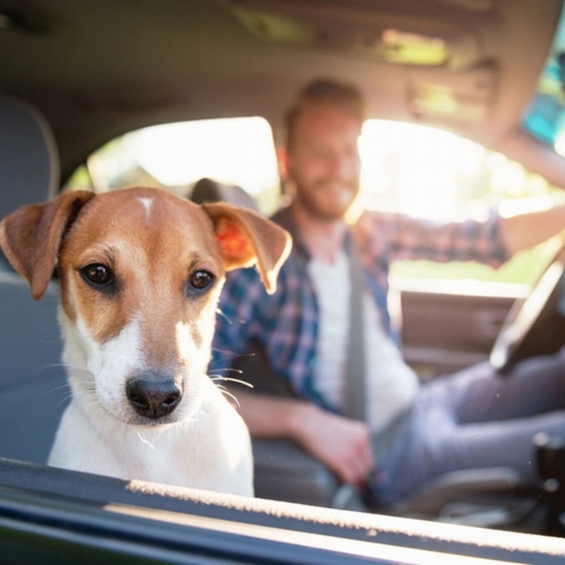 لا تضعي حيوانك الأليف في المقعد الأمامي للسيارة