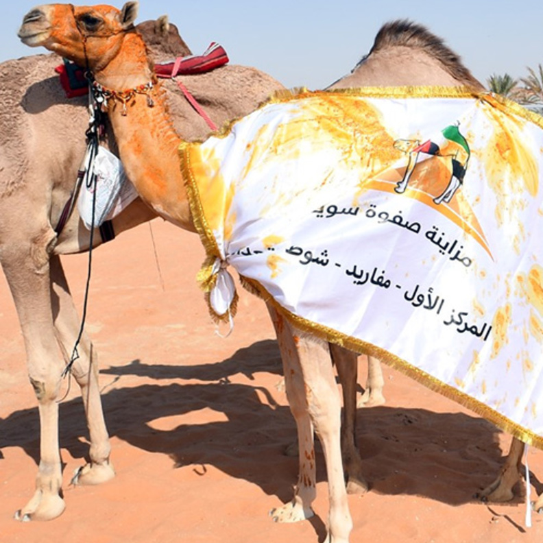 فعاليات مزاينة الصفوة الثانية للأصايل بمدينة سويحان بإمارة أبوظبي